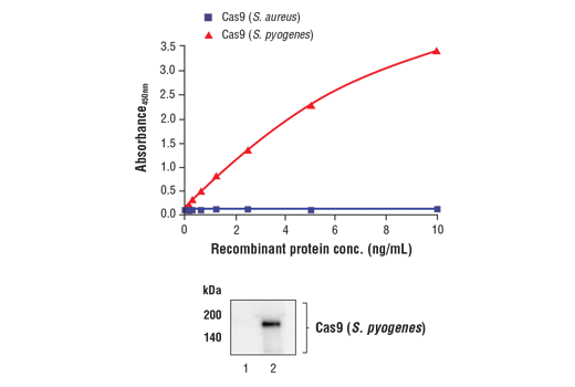 ELISA Image 1: FastScan<sup>™</sup> Cas9 (<i>S. pyogenes</i>) ELISA Kit