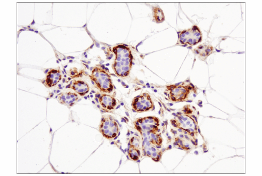 Immunohistochemistry Image 1: Nestin (10C2) Mouse Monoclonal Antibody
