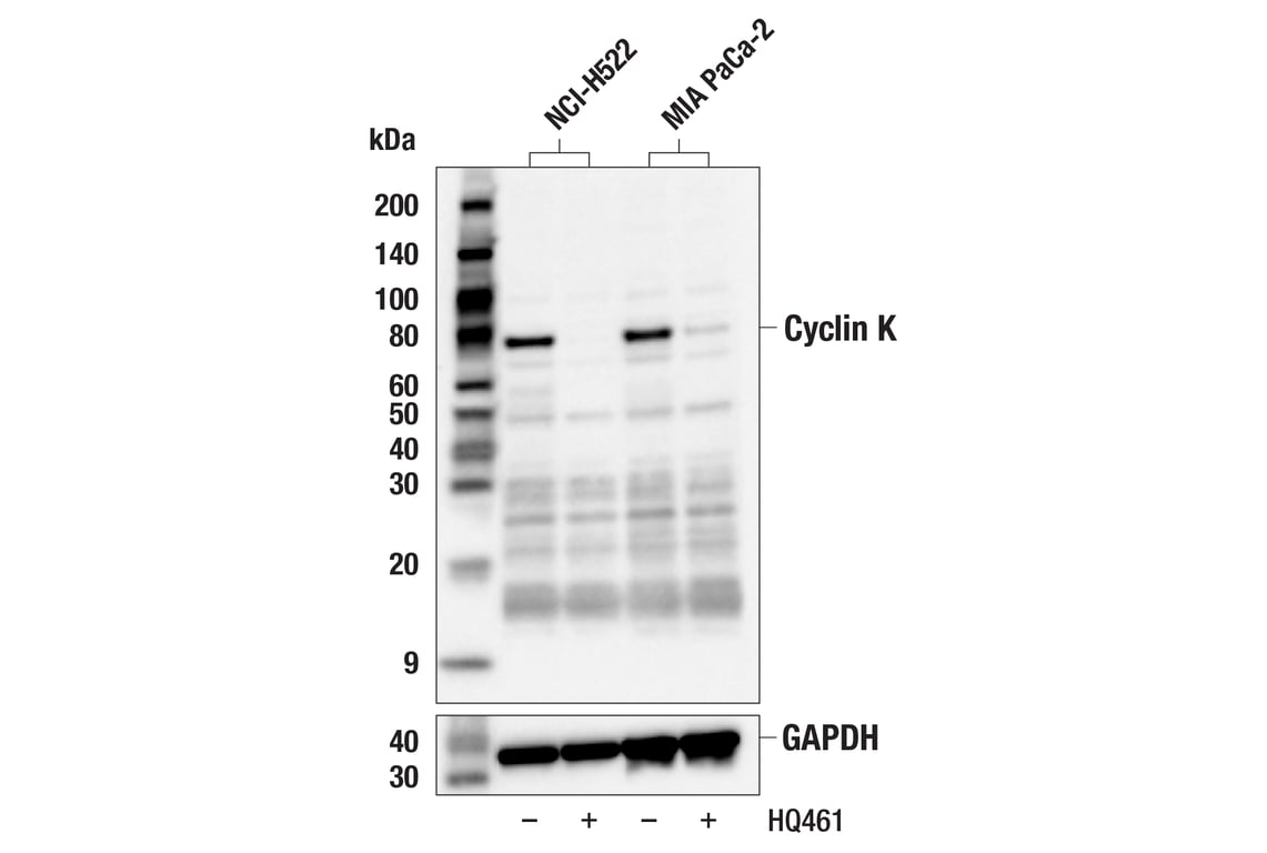 Western Blotting Image 2: Cyclin K (E7F4N) Rabbit Monoclonal Antibody
