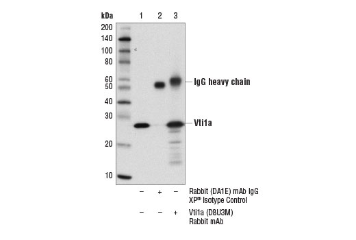 Immunoprecipitation Image 1: Vti1a (D8U3M) Rabbit Monoclonal Antibody