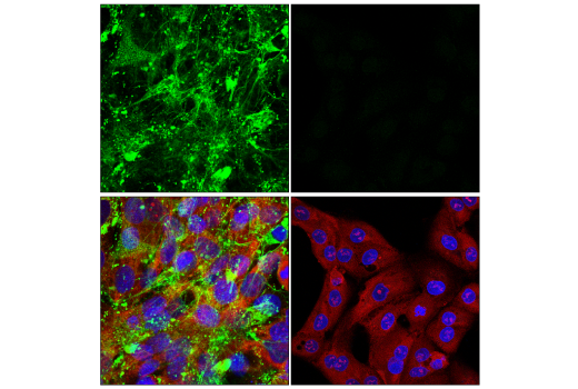 Immunofluorescence Image 1: COL5A1 (E6U9W) Rabbit Monoclonal Antibody