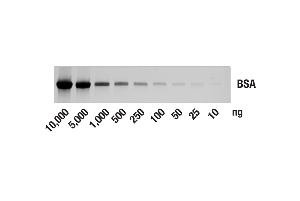 undefined Image 1: TurboBlue Protein Gel Stain
