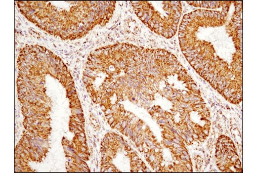 Immunohistochemistry Image 1: COX IV (4D11-B3-E8) Mouse Monoclonal Antibody