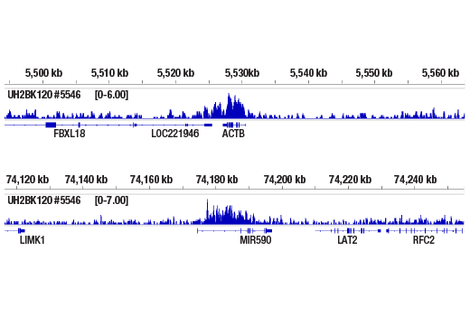 Chromatin Immunoprecipitation Image 2: Ubiquityl-Histone H2B (Lys120) (D11) Rabbit Monoclonal Antibody