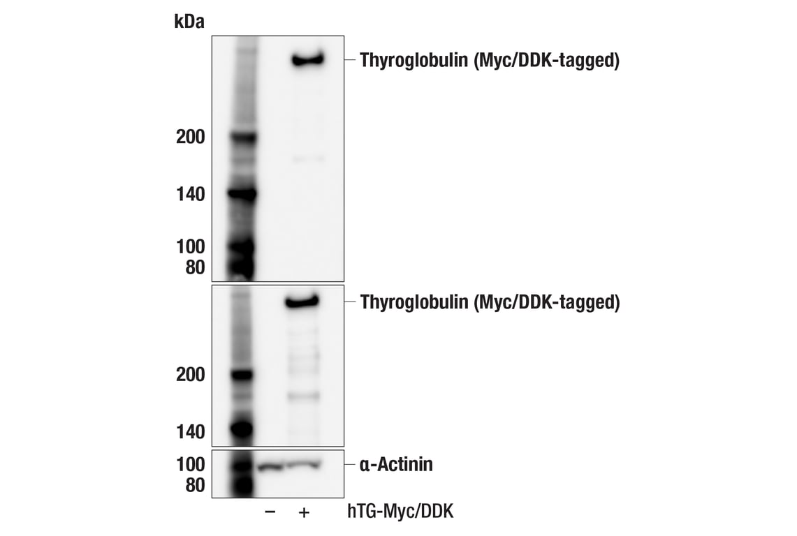 Western Blotting Image 2: Thyroglobulin (F5O9B) Rabbit Monoclonal Antibody