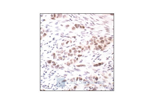 Immunohistochemistry Image 1: Phospho-PP1 alpha (Thr320) Antibody
