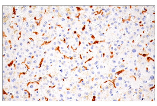 Immunohistochemistry Image 10: IL-18 (E3G8R) Rabbit Monoclonal Antibody (BSA and Azide Free)