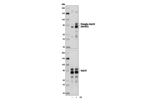 Western Blotting Image 1: Phospho-Rad18 (Ser403) (D2T6W) Rabbit mAb