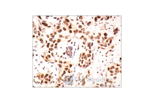 Immunohistochemistry Image 1: Phospho-Threonine-X-Arginine Antibody