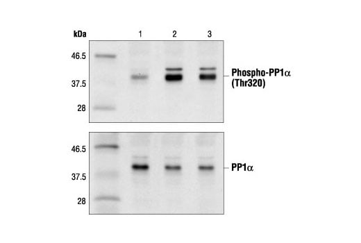 Western Blotting Image 2: Phospho-PP1 alpha (Thr320) Antibody