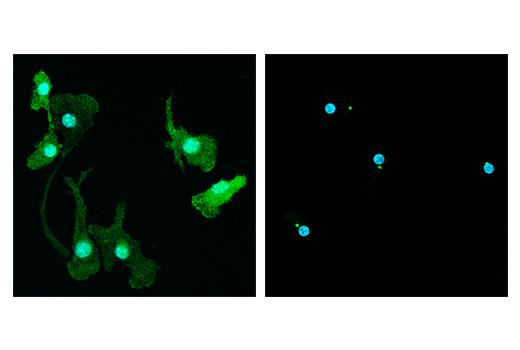 undefined Image 2: Nigericin (sodium salt)