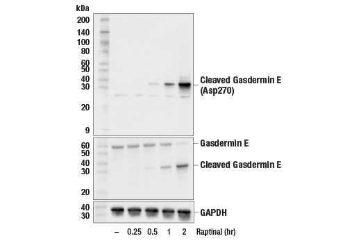 undefined Image 8: Gasdermin Family Antibody Sampler Kit