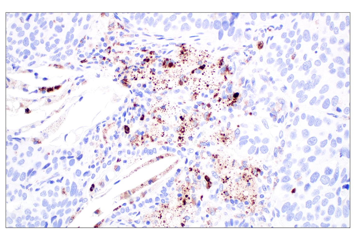 Immunohistochemistry Image 1: Lysozyme C (E9W6E) Rabbit Monoclonal Antibody (BSA and Azide Free)
