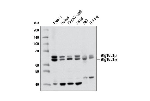 undefined Image 4: PhosphoPlus<sup>®</sup> Atg16L1 (Ser278) Antibody Duet