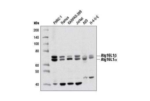 undefined Image 9: Xenophagy Antibody Sampler Kit