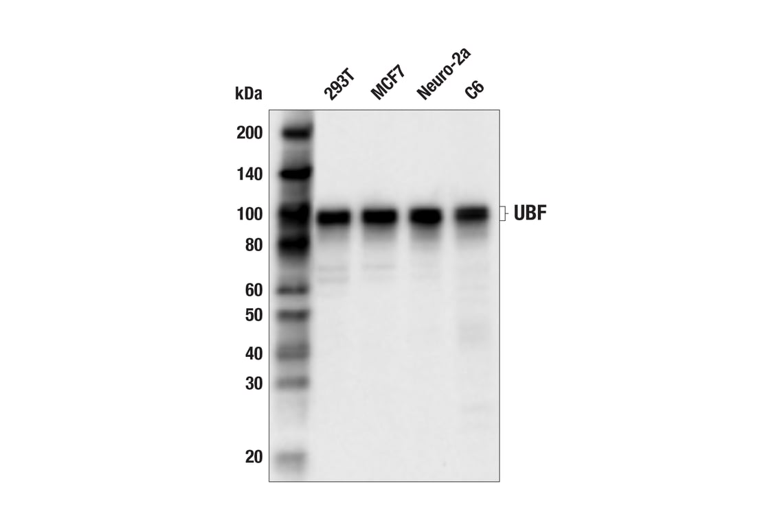Western Blotting Image 2: UBF (F2F1O) Rabbit Monoclonal Antibody