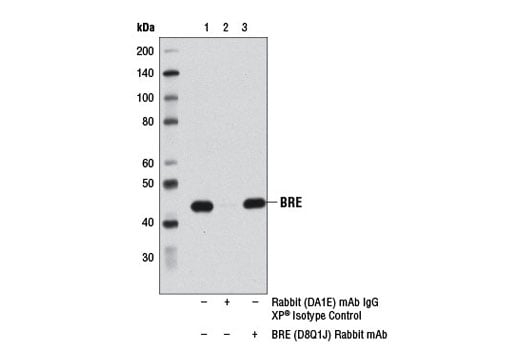 Immunoprecipitation Image 1: BRE (D8Q1J) Rabbit Monoclonal Antibody