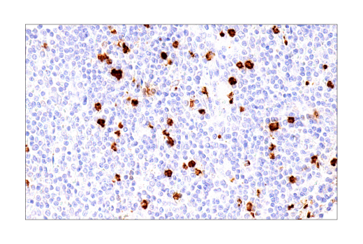 undefined Image 35: NETosis Antibody Sampler Kit