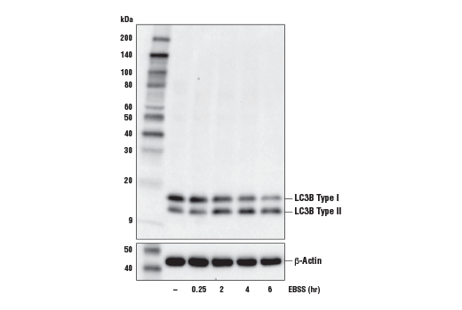 Western Blotting Image 4: LC3B (E5Q2K) Mouse Monoclonal Antibody (BSA and Azide Free)