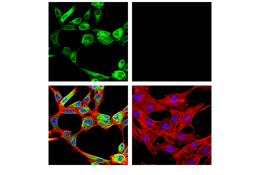 Immunofluorescence Image 1: HO-1 (E9H3A) Rabbit Monoclonal Antibody
