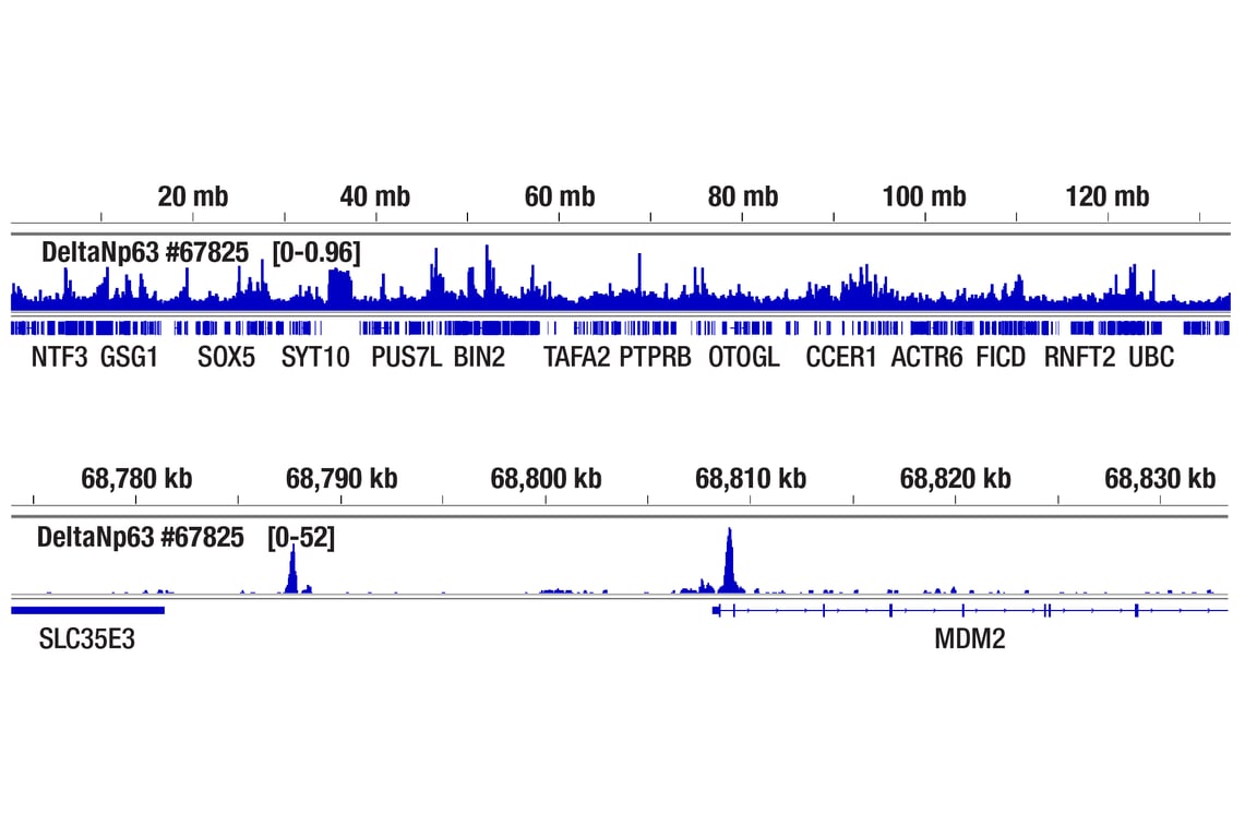 DeltaN p63 (E6Q3O) Rabbit Monoclonal Antibody | Cell Signaling