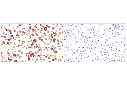 Immunohistochemistry Image 9: CD15/SSEA1 (MMA) Mouse Monoclonal Antibody
