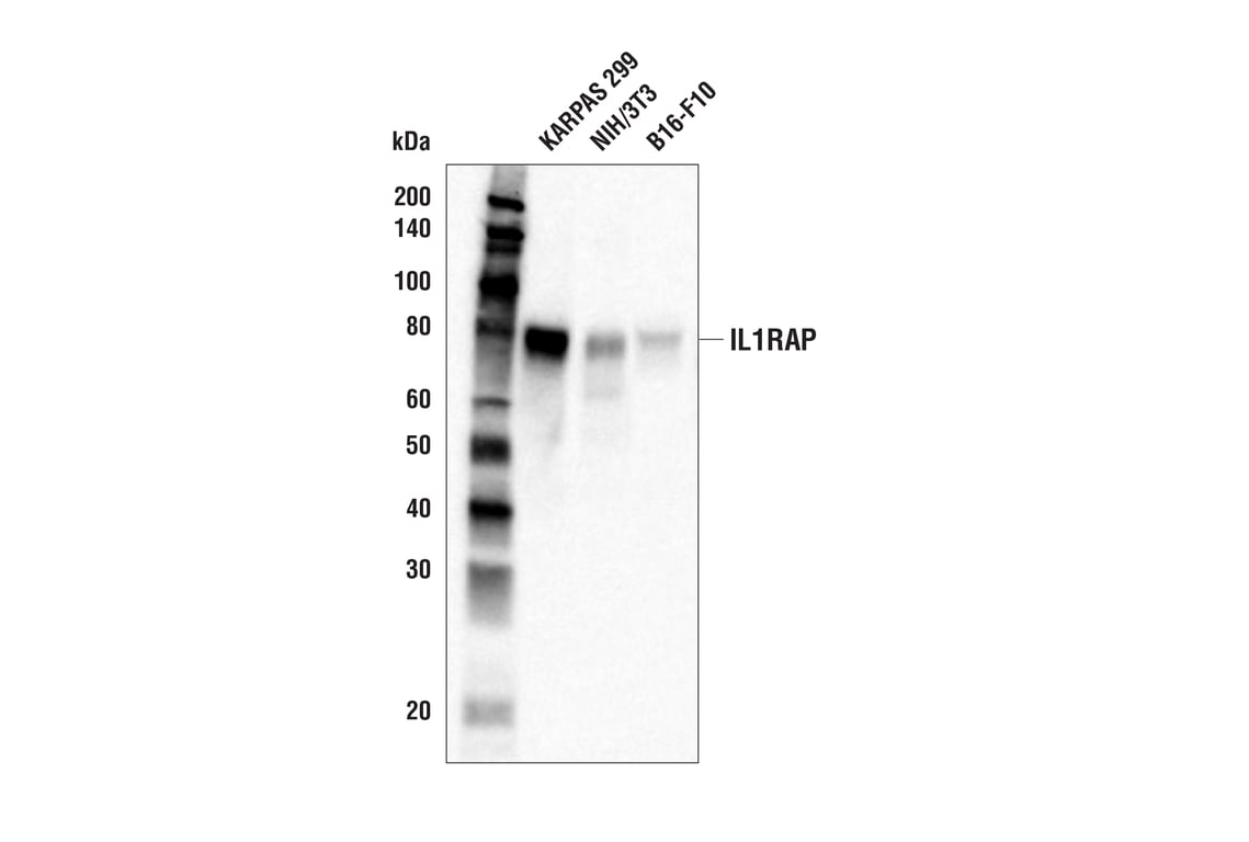 Western Blotting Image 3: IL1RAP (E6W2S) Rabbit Monoclonal Antibody