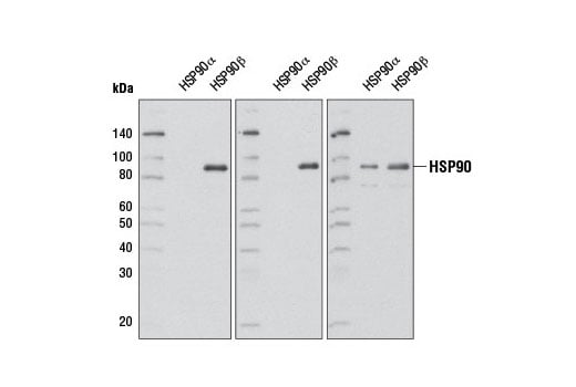 Western Blotting Image 1: HSP90β (D3F2) Rabbit mAb