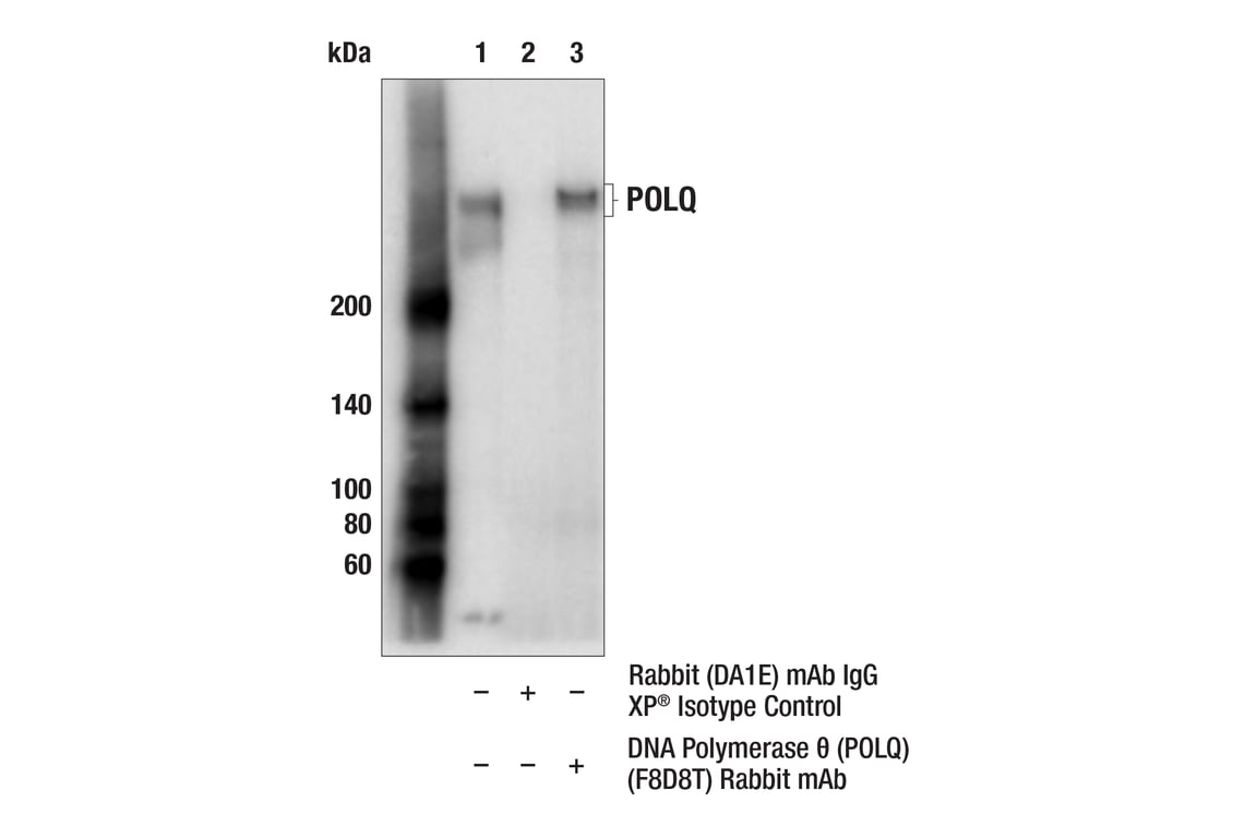 Immunoprecipitation Image 1: DNA Polymerase theta (POLQ) (F8D8T) Rabbit Monoclonal Antibody