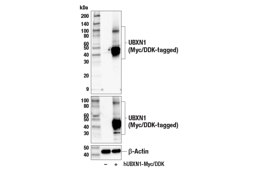 Western Blotting Image 3: UBXN1 (E5B5J) Rabbit Monoclonal Antibody