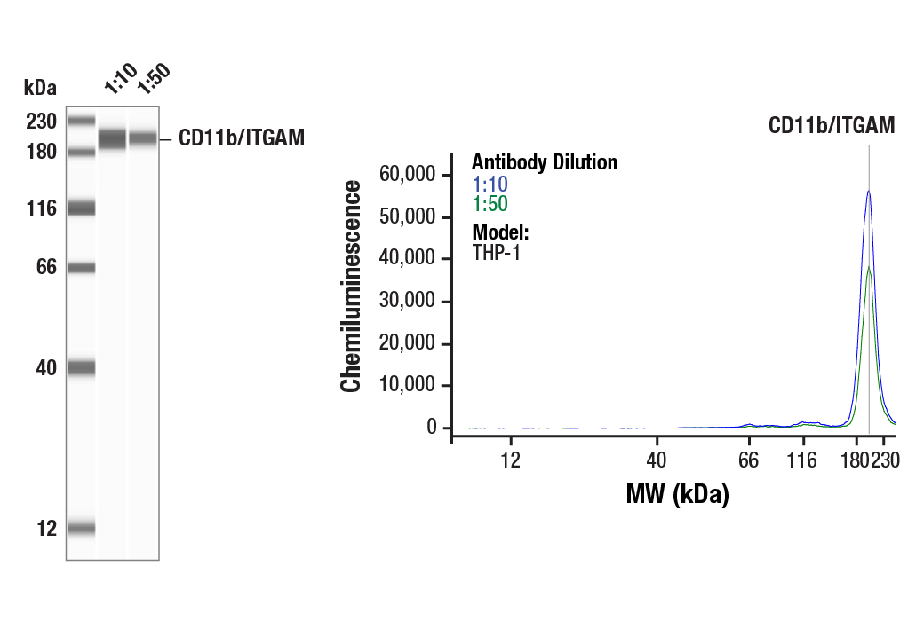 Western Blotting Image 1: CD11b/ITGAM (D6X1N) Rabbit Monoclonal Antibody