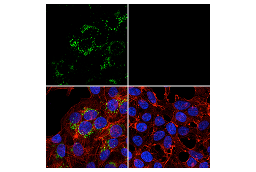 Immunofluorescence Image 1: ApoE (pan) (D7I9N) Rabbit mAb (BSA and Azide Free)