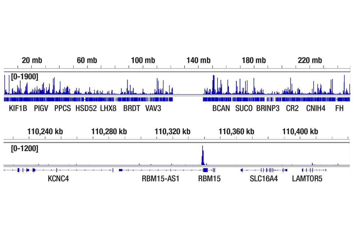 CUT & Tag Image 2: YY1 (D5D9Z) Rabbit Monoclonal Antibody
