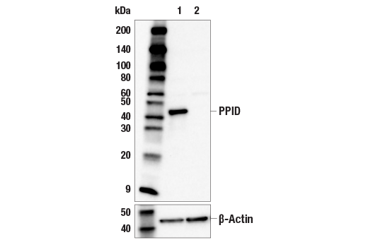 Western Blotting Image 2: PPID (E7Y8I) Rabbit Monoclonal Antibody