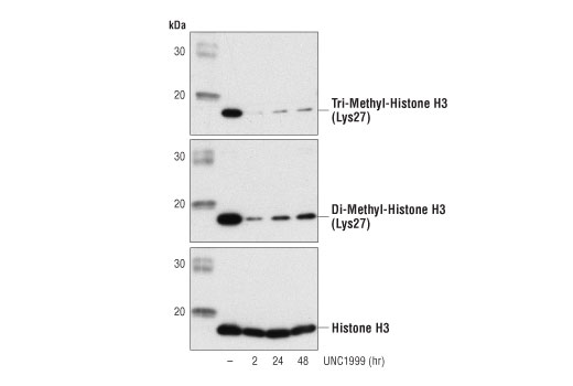 undefined Image 2: UNC1999
