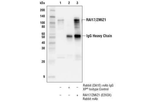 Immunoprecipitation Image 1: RAI17/ZMIZ1 (E2X3X) Rabbit Monoclonal Antibody