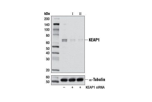 Western Blotting Image 2: KEAP1 (D1G10) Rabbit Monoclonal Antibody