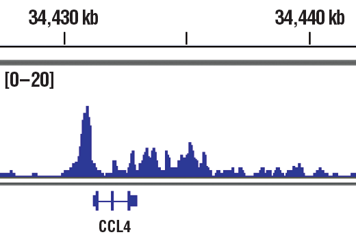 Chromatin Immunoprecipitation Image 1: T-bet/TBX21 (D6N8B) Rabbit Monoclonal Antibody
