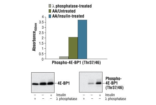 ELISA Image 1: PathScan<sup>®</sup> Phospho-4E-BP1 (Thr37/Thr46) Sandwich ELISA Kit