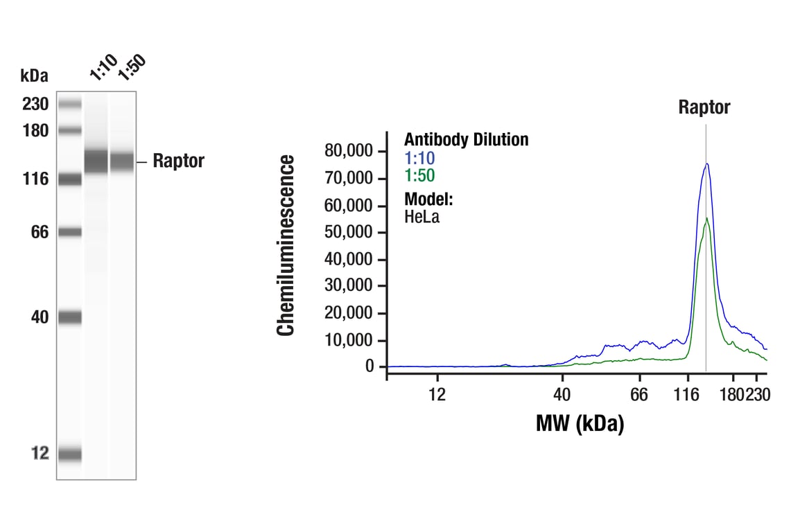 Western Blotting Image 1: Raptor (24C12) Rabbit Monoclonal Antibody