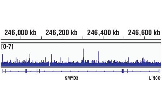 undefined Image 13: Hippo Pathway: Upstream Signaling Antibody Sampler Kit