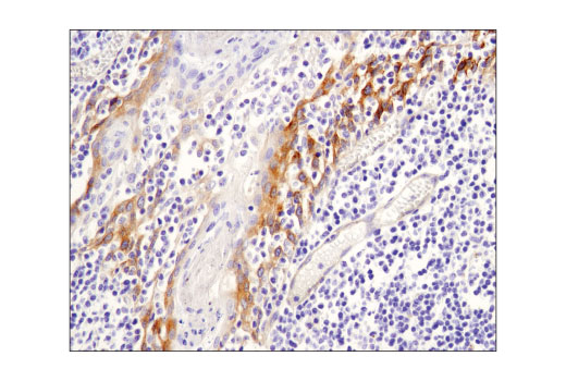 Immunohistochemistry Image 4: Jagged1 (D4Y1R) Rabbit Monoclonal Antibody