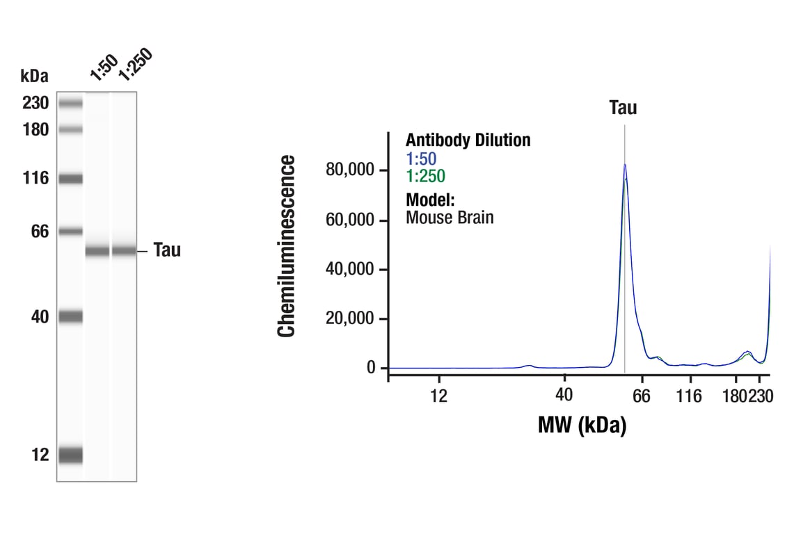 Western Blotting Image 1: Tau (E8B5J) Mouse Monoclonal Antibody