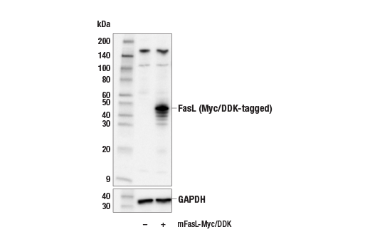 Western Blotting Image 2: FasL (E3A7M) Rabbit Monoclonal Antibody