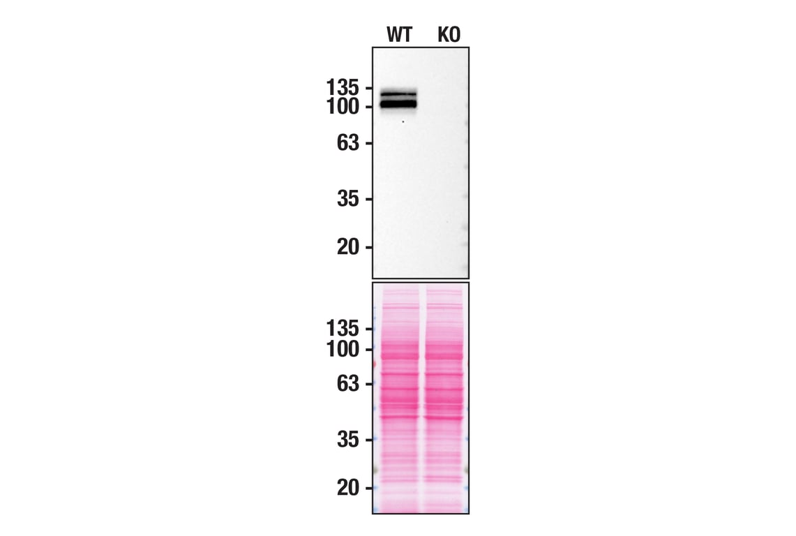 Western Blotting Image 2: APP (E8B3O) Rabbit Monoclonal Antibody (BSA and Azide Free)