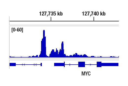 CUT & RUN Image 1: CTCF (D1A7) Rabbit Monoclonal Antibody