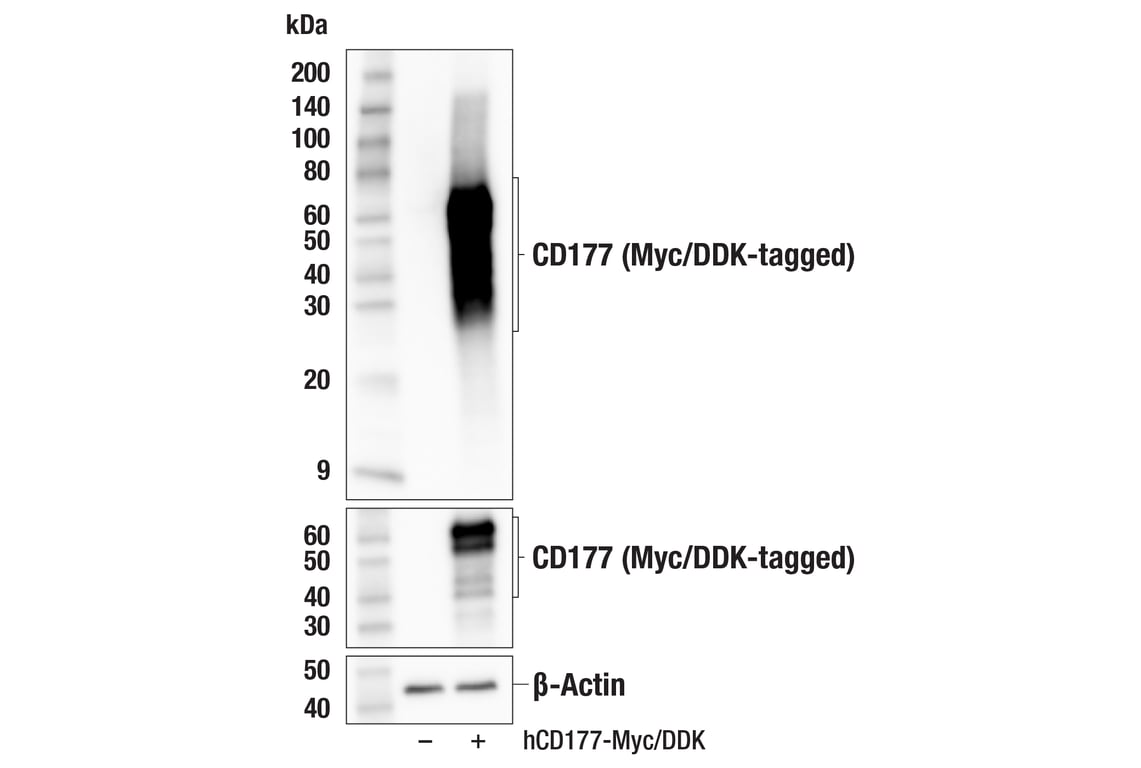 Western Blotting Image 2: CD177 (F9O5U) Rabbit Monoclonal Antibody