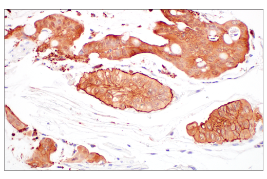 Immunohistochemistry Image 2: Villin-1 (CWWB1) Mouse Monoclonal Antibody
