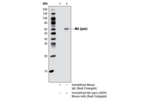 Immunoprecipitation Image 1: Akt (pan) (40D4) Mouse mAb (Sepharose<sup>®</sup> Bead Conjugate)