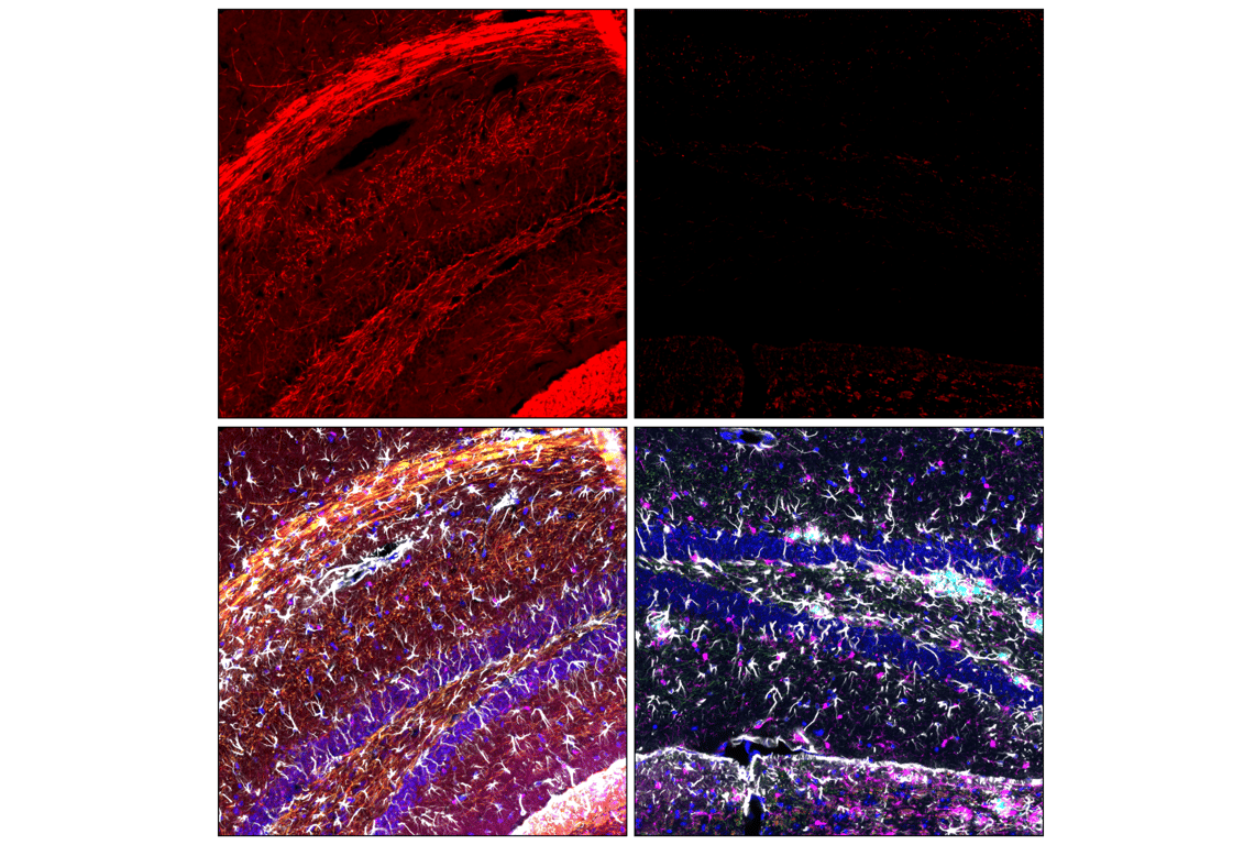 Immunofluorescence Image 2: PLP1 (E9V1N) Rabbit Monoclonal Antibody (BSA and Azide Free)